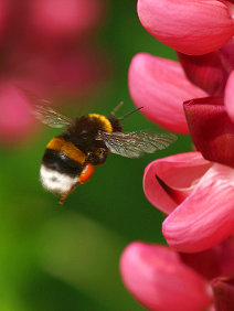 A bumblebee!