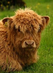 A Cute Highland Calf