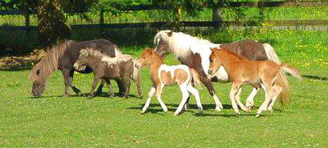 Pretty Little Horses