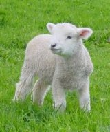 A Cute Little Lamb
