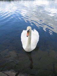 The Swan