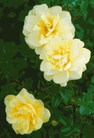 Yellow rose